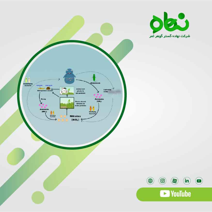 Nitrogen fixation cycle